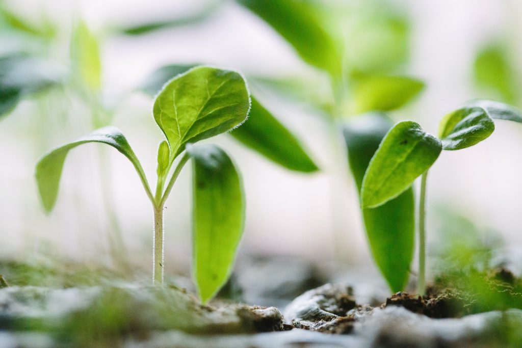 65% das empresas pretendem criar área para tratar do ESG / Foto: Francesco Gallarotti / Unsplash Images